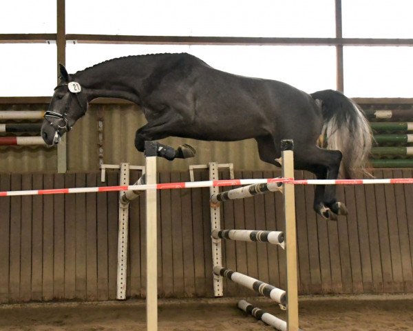 broodmare Chara S (Hanoverian, 2019, from Checkter)