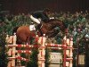 stallion Caretano Z (Holsteiner, 1992, from Caretino)