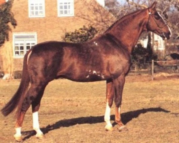 stallion Recruut (Royal Warmblood Studbook of the Netherlands (KWPN), 1975, from Marco Polo)