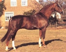 stallion Recruut (KWPN (Royal Dutch Sporthorse), 1975, from Marco Polo)