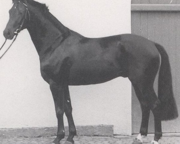 stallion Boredo (Westphalian, 1991, from Bormio xx)