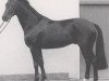 stallion Boredo (Westphalian, 1991, from Bormio xx)