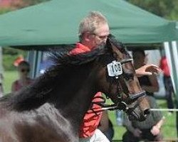 dressage horse Betty (Welsh-Pony (Section B), 2008, from Cedrik)