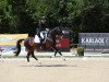 dressage horse Quentin Vz (Hanoverian, 2014, from Quaterback)