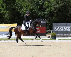 dressage horse Quentin Vz (Hanoverian, 2014, from Quaterback)