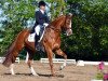 dressage horse St. Marino (Hanoverian, 2007, from St. Moritz)