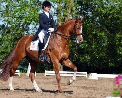 dressage horse St. Marino (Hanoverian, 2007, from St. Moritz)