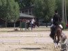 dressage horse Call by Call (Westphalian, 2000, from Charisma)