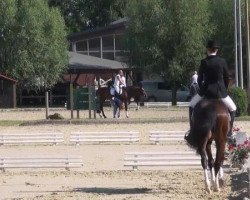 dressage horse Call by Call (Westphalian, 2000, from Charisma)