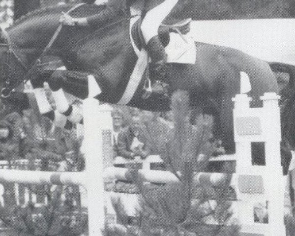 stallion Lord Incipit (Bavarian, 1983, from Lord)