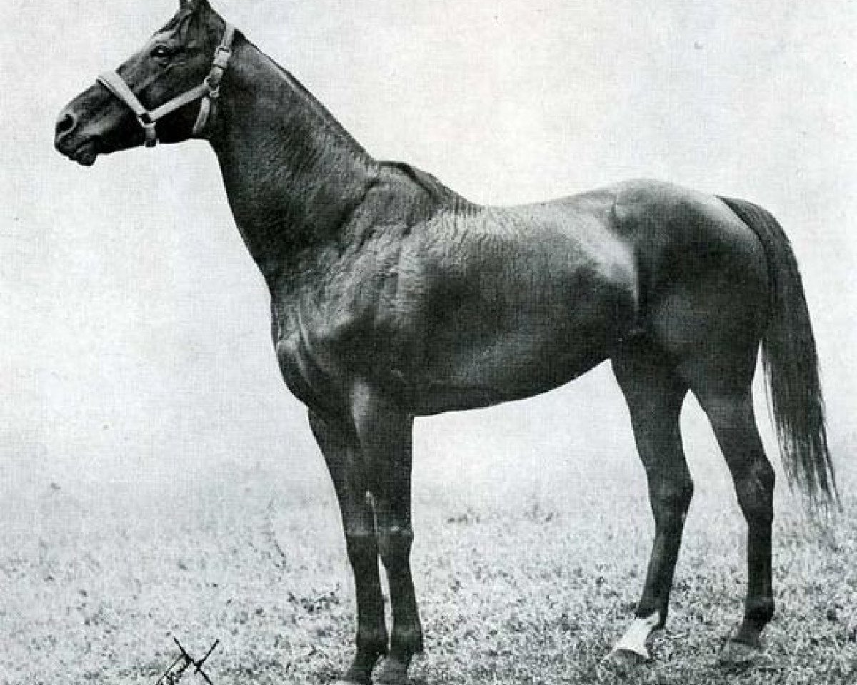 Deckhengst Bruleur xx (Englisches Vollblut, 1910, von Chouberski xx)