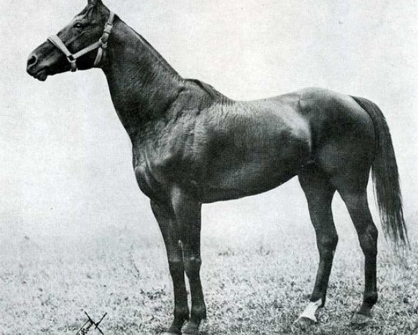 Pferd Bruleur xx (Englisches Vollblut, 1910, von Chouberski xx)