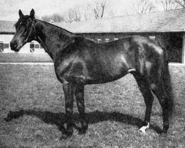 stallion Clarion xx (Thoroughbred, 1944, from Djebel xx)