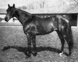 stallion Clarion xx (Thoroughbred, 1944, from Djebel xx)