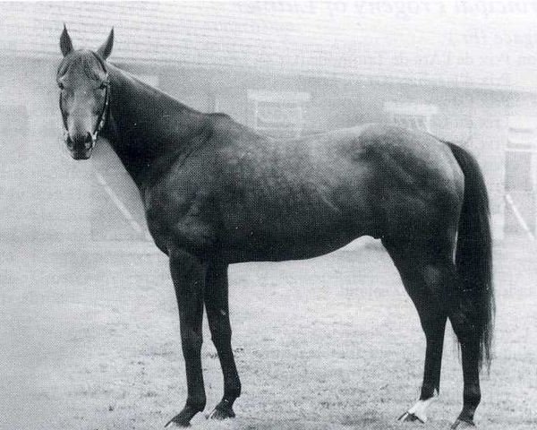 stallion Klairon xx (Thoroughbred, 1952, from Clarion xx)