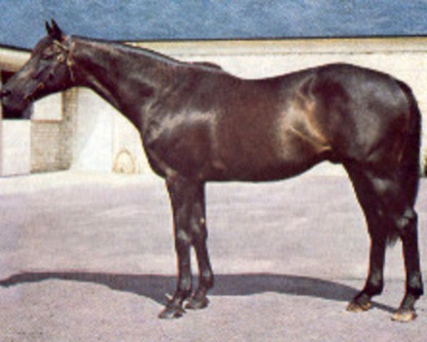 stallion Luthier xx (Thoroughbred, 1965, from Klairon xx)