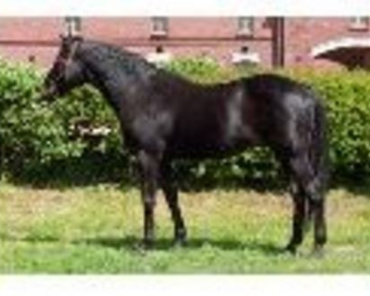 stallion Tauchsport xx (Thoroughbred, 1972, from Tuny xx)