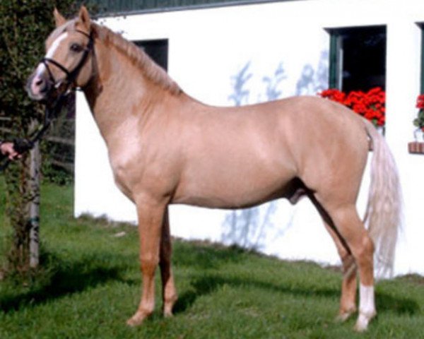 dressage horse Danny Gold (German Riding Pony, 1995, from Dornik B)