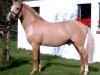 stallion Danny Gold (Westphalian, 1995, from Dornik B)
