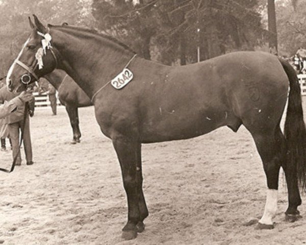 stallion Rhadames (Holsteiner, 1965, from Raimond)