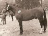 stallion Rhadames (Holsteiner, 1965, from Raimond)