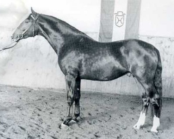 stallion Ritter (Holsteiner, 1969, from Rhadames)