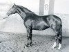 Pferd Ritter (Holsteiner, 1969, von Rhadames)
