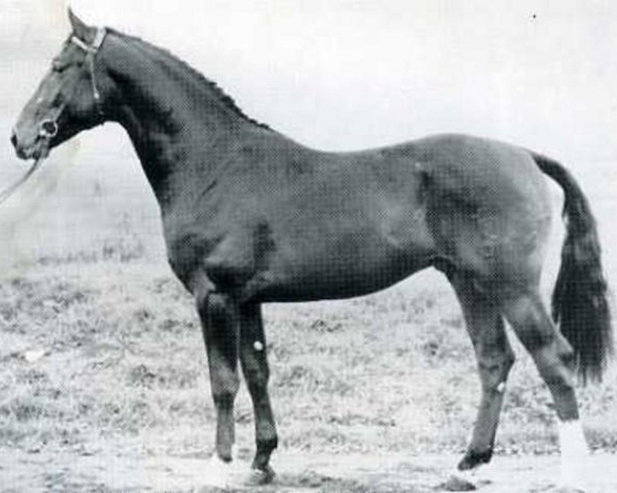 Deckhengst Roberto (Holsteiner, 1973, von Ritter)