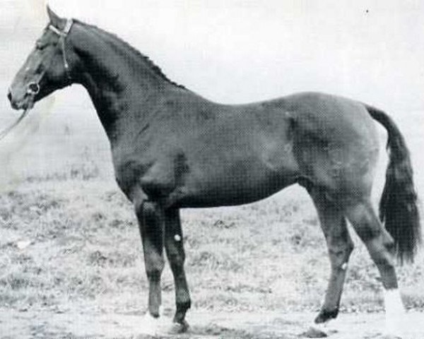 stallion Roberto (Holsteiner, 1973, from Ritter)