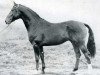 stallion Roberto (Holsteiner, 1973, from Ritter)
