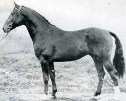 stallion Roberto (Holsteiner, 1973, from Ritter)