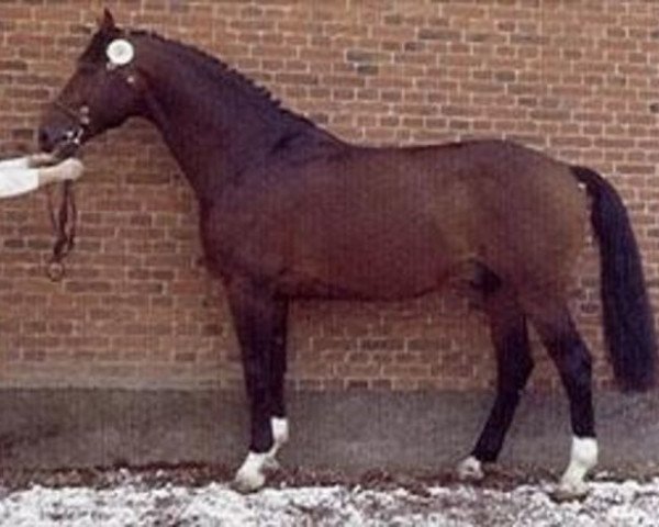 stallion Rasant (Holsteiner, 1978, from Roberto)