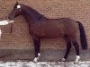 stallion Rasant (Holsteiner, 1978, from Roberto)
