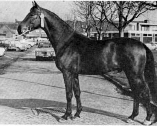 stallion Irco Polo (Dutch Warmblood, 1967, from Marco Polo)