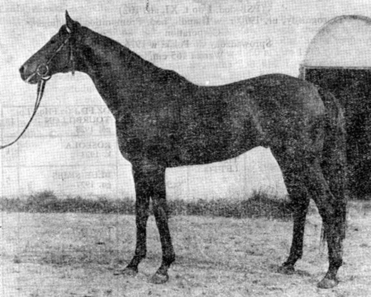 stallion Conor Pass xx (Thoroughbred, 1970, from Tiepolo II xx)