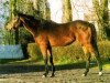 stallion Dixieland xx (Thoroughbred, 1977, from Conor Pass xx)