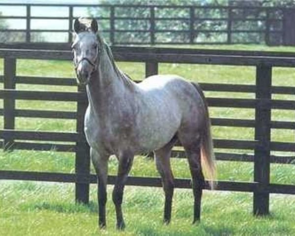 stallion Kalamoun xx (Thoroughbred, 1970, from Zeddaan xx)
