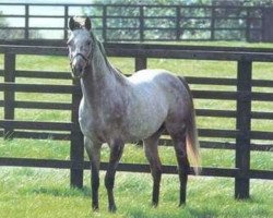 stallion Kalamoun xx (Thoroughbred, 1970, from Zeddaan xx)