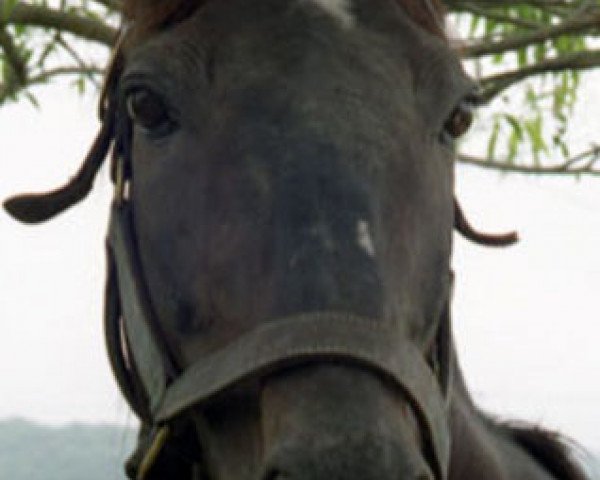 stallion Kampala xx (Thoroughbred, 1976, from Kalamoun xx)