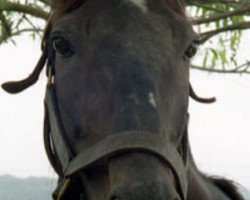 stallion Kampala xx (Thoroughbred, 1976, from Kalamoun xx)