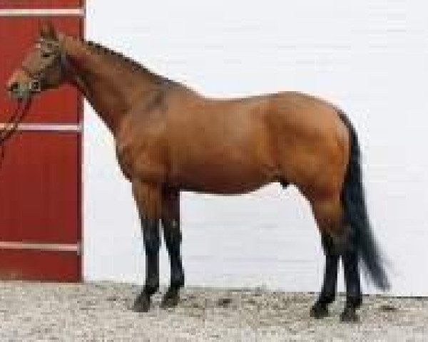 stallion Coriando (Holsteiner, 1996, from Coriano)