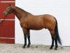stallion Coriando (Holsteiner, 1996, from Coriano)