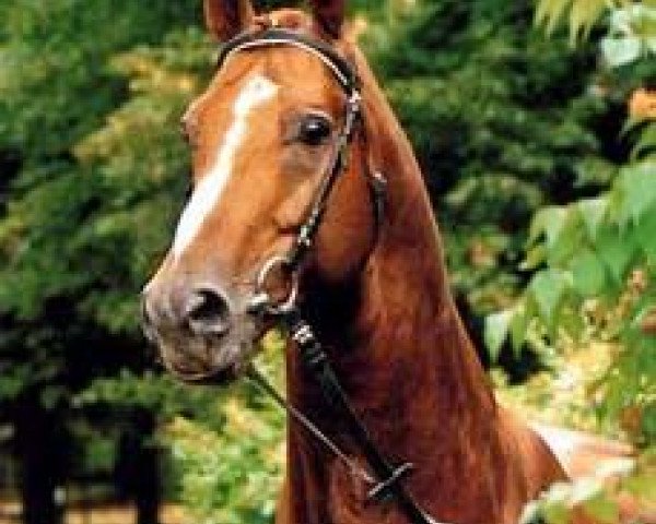 stallion Ampere (Hanoverian, 1978, from Adlerfluegel)
