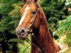 stallion Ampere (Hanoverian, 1978, from Adlerfluegel)