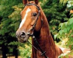 stallion Ampere (Hanoverian, 1978, from Adlerfluegel)