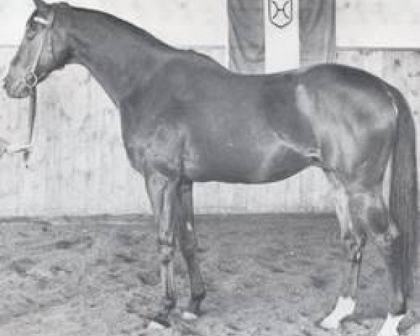 stallion Sherry Netherland xx (Thoroughbred, 1959, from Montaval xx)