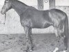 Pferd Sherry Netherland xx (Englisches Vollblut, 1959, von Montaval xx)
