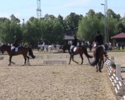 dressage horse Fabiola 276 (Westphalian, 2007, from Friedensritter)