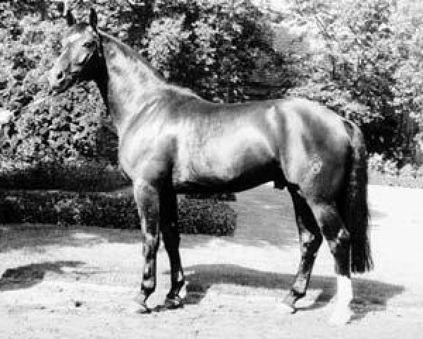 stallion Parcours (Westphalian, 1978, from Paradox I)