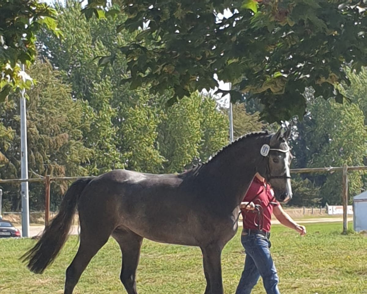jumper Nudenios Casbar (Holsteiner, 2017, from Numero Uno)